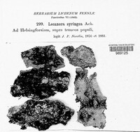 Lecania fuscella image